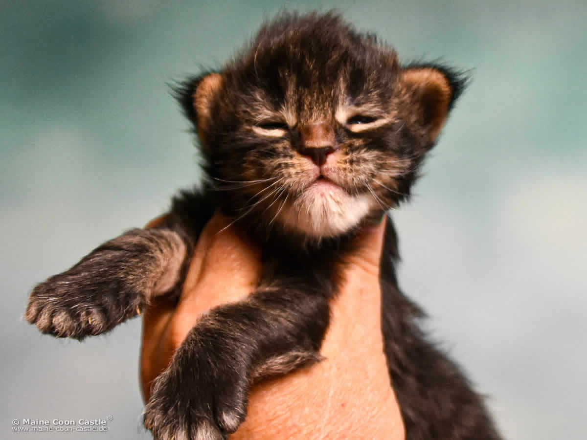 E4 Enzo 2 Wochen alt, 434 g Maine Coon Baby E4 Enzo 2 Wochen alt
