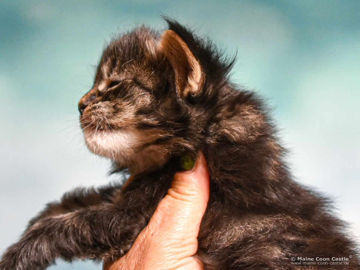 E4 Enzo 3 Wochen alt E4 Enzo 3 Wochen alt