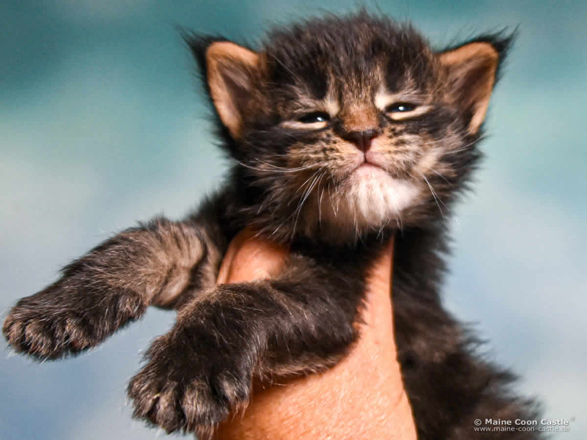 E4 Enzo 3 Wochen alt, 561 g Maine Coon Baby E4 Enzo 3 Wochen alt