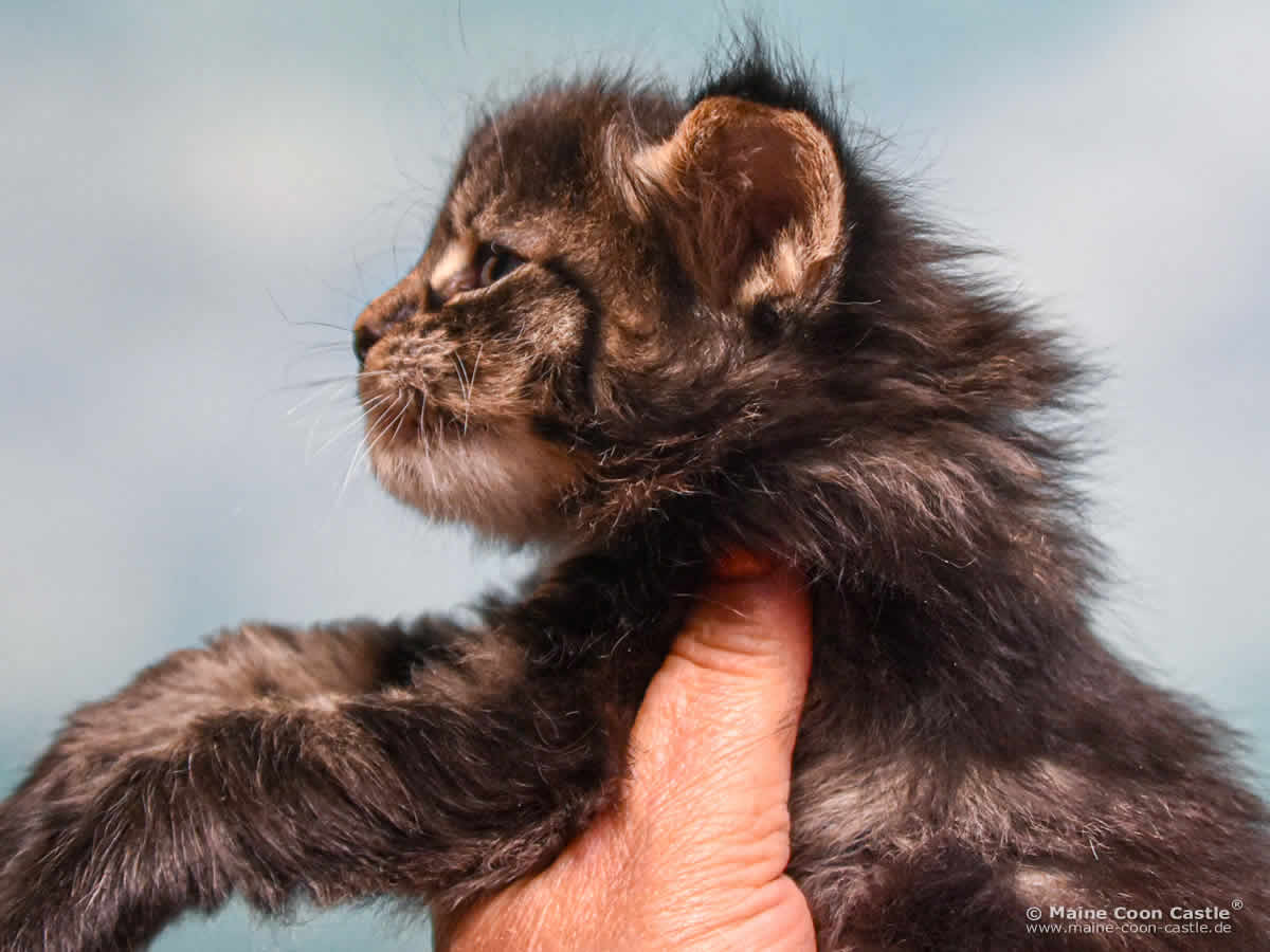 E4 Enzo 4 Wochen alt Maine Coon Baby E4 Enzo 4 Wochen alt