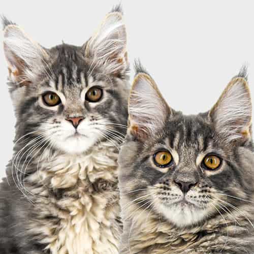 Anna-Lena’s Katzenschnipsel Anna-Lena’s Katzenschnipsel