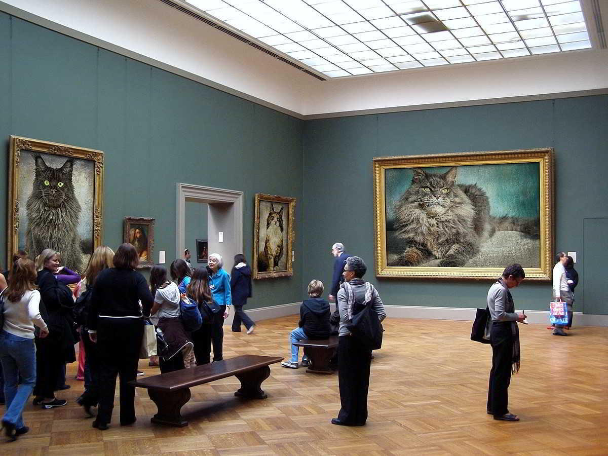 Maine Coon Katzenbilder