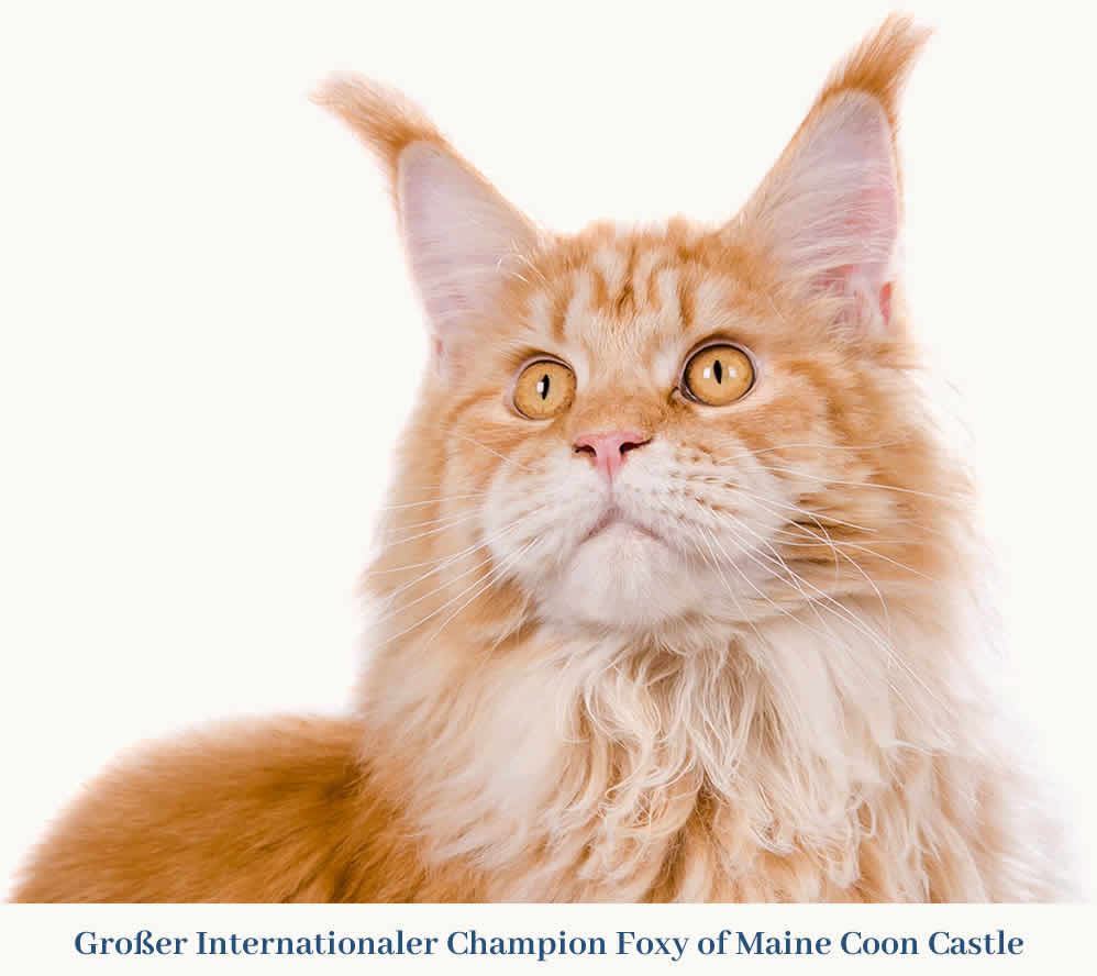 Maine Coon Kater Foxy of Maine Coon Castle Maine Coon Kater Foxy of Maine Coon Castle