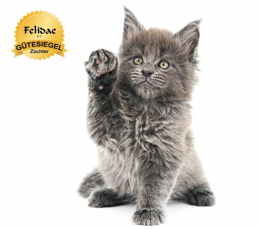 Maine Coon Babys kaufen