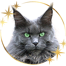 Lea by Maine Coon Castle