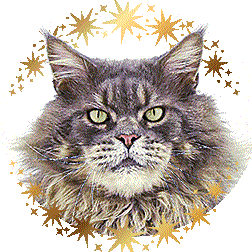 Buddy of Maine Coon Castle