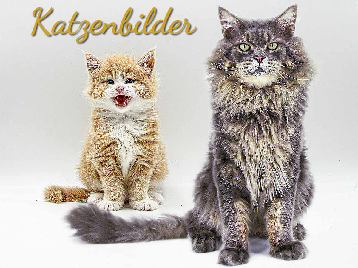 Die Entwicklung von Maine Coon Babys zu Maine Coon Katzen in Bildern