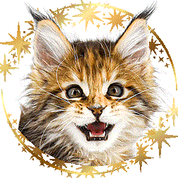 Maine Coon Babys - Würfe A3-Z3