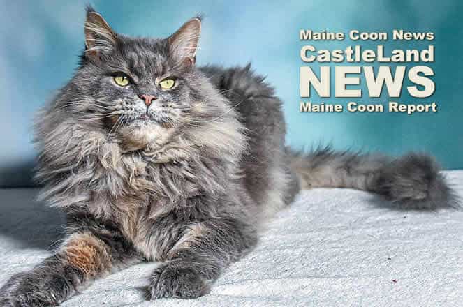 Maine Coon Report im Katzenblog