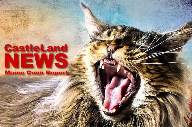 Maine Coon Report Maine Coon Report