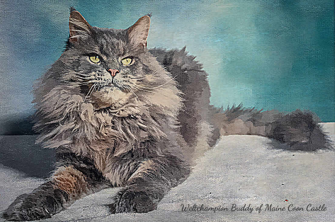 Maine Coon Kater Weltchampion Buddy of Maine Coon Castle Maine Coon Kater Weltchampion Buddy of Maine Coon Castle