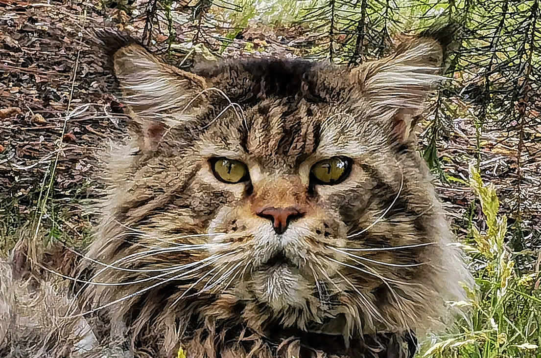 Maine Coon Kater Maine Coon Kater