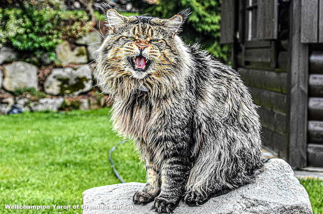 Maine Coon Kater Maine Coon Kater
