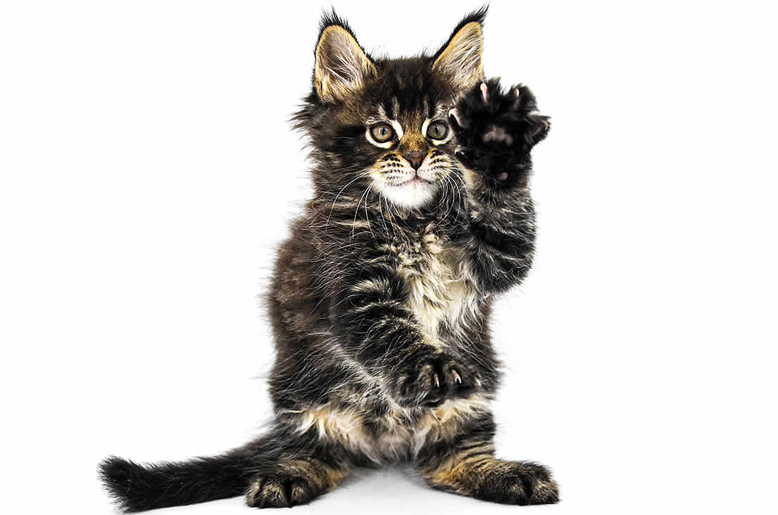 Maine Coon Kitten kaufen