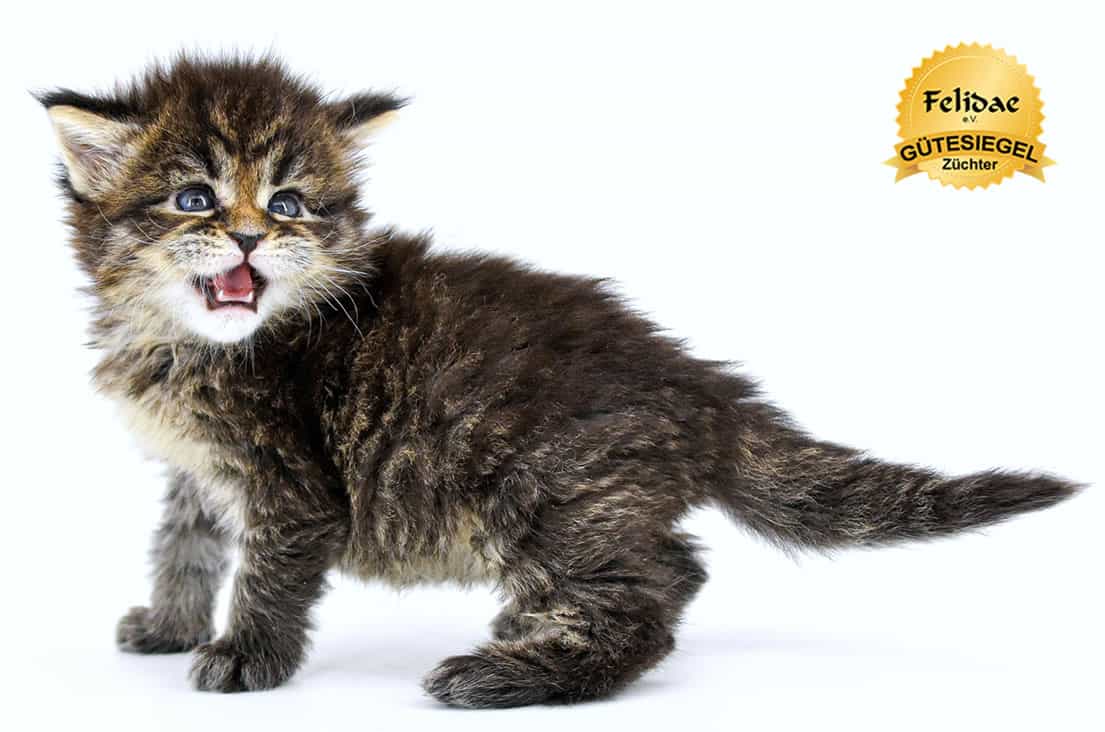 Maine Coon Katzenbaby kaufen