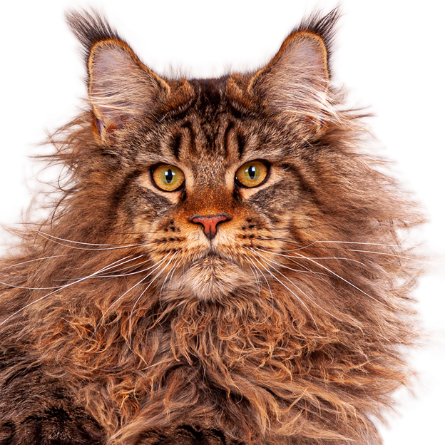 Maine Coon Kater Yaron