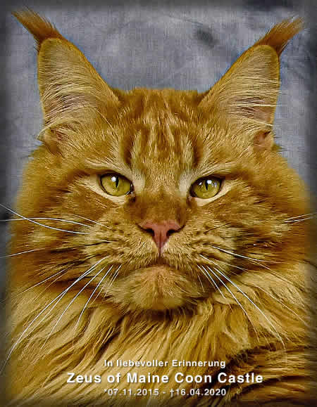 Maine Coon Kater Zeus of Maine Coon Castle Maine Coon Kater Zeus of Maine Coon Castle