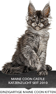Wunderbare Maine Coon Kitten kaufen