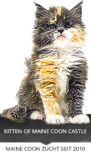 Maine Coon Kitten Maine Coon Kitten