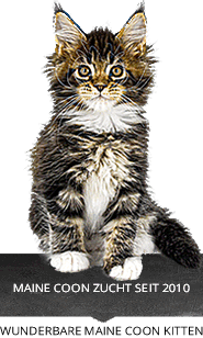 Wunderbare Maine Coon Kitten - Qualität aus der Zucht Maine Coon Castle
