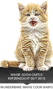 Wunderbare Maine Coon Kitten