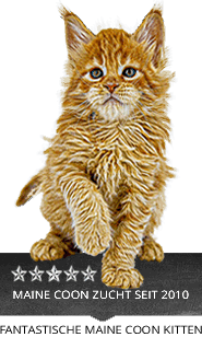 Einmalige Maine Coon Kitten