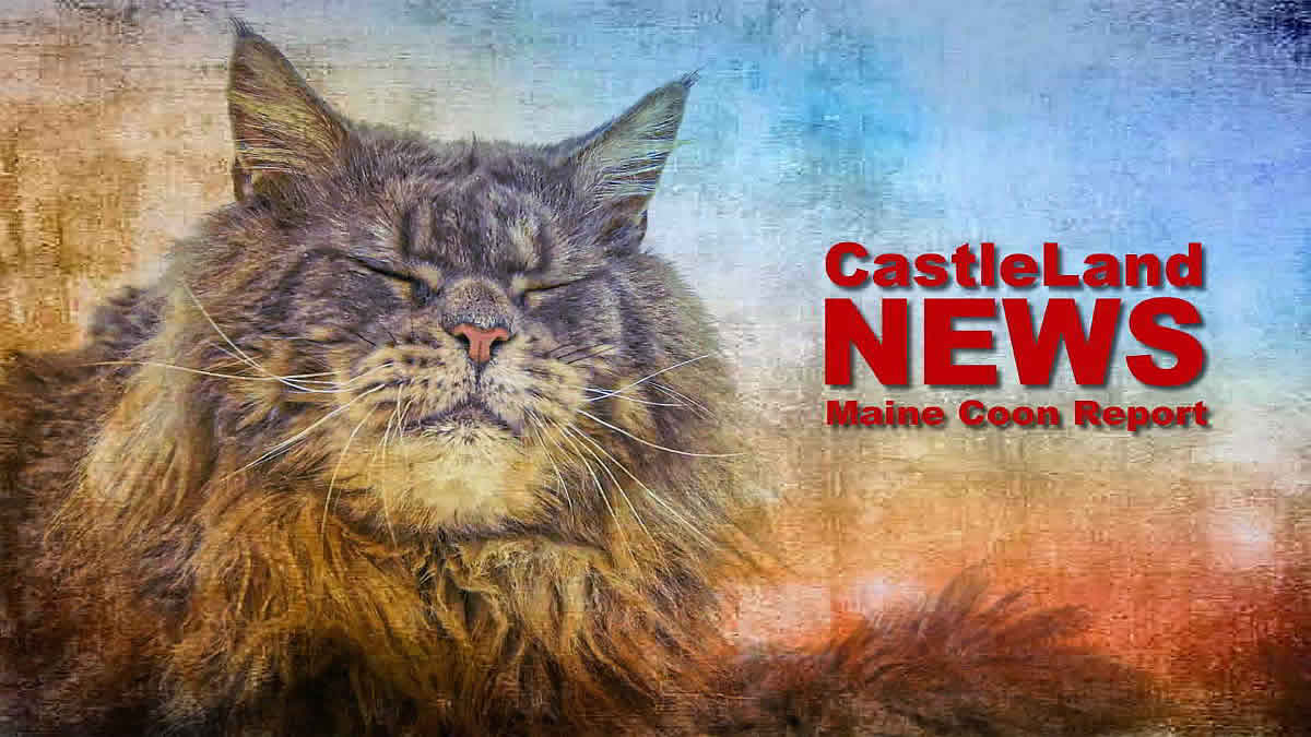 Maine Coon News - Maine Coon Report - Katzenblog