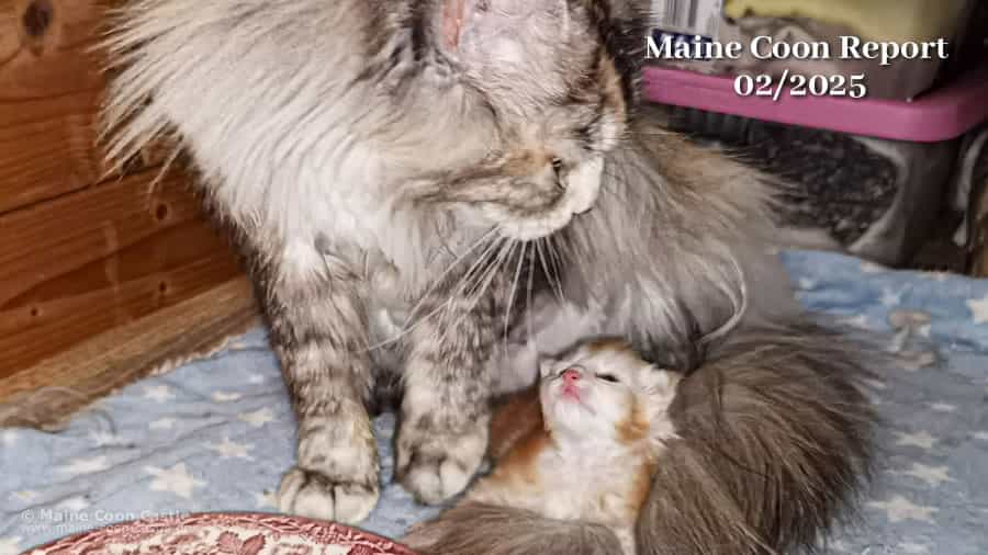 Maine Coon Report 02/2025