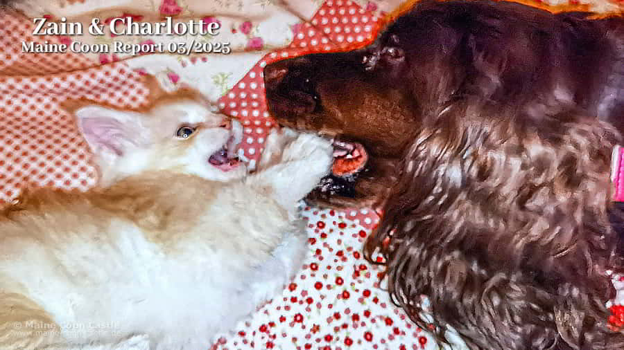 Maine Coon Report 03/2025 im Maine Coon Blog