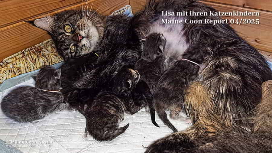 Maine Coon Report 04/2025 im Katzenblog