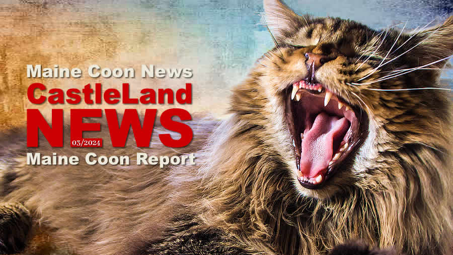 Maine Coon Report - Maine Coon Katzenblog - Maine Coon News