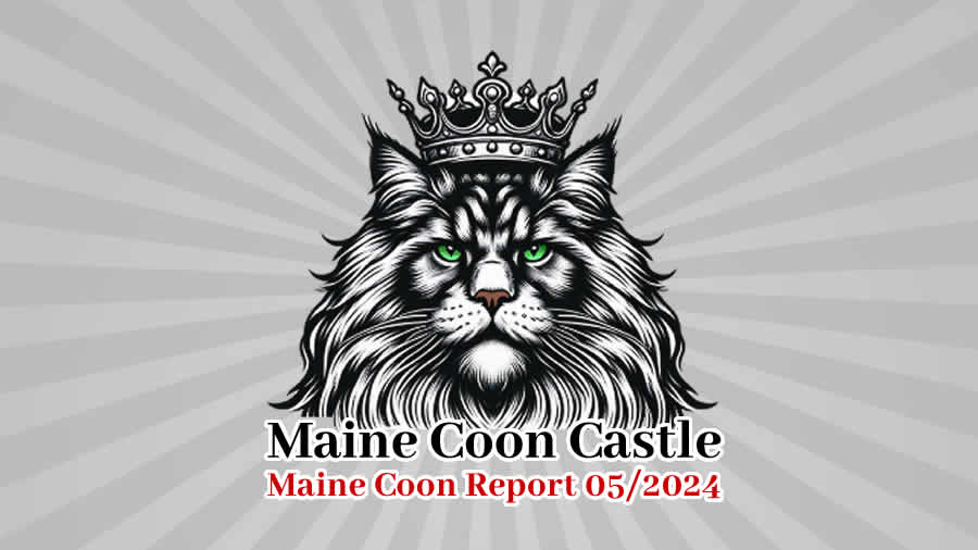 Maine Coon Report - Maine Coon Blog - Maine Coon News
