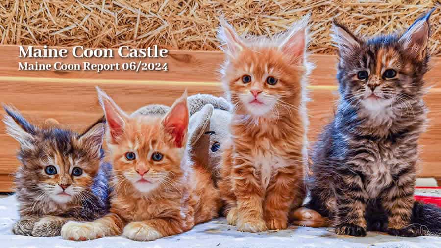 Maine Coon Report - Maine Coon Blog - Maine Coon News