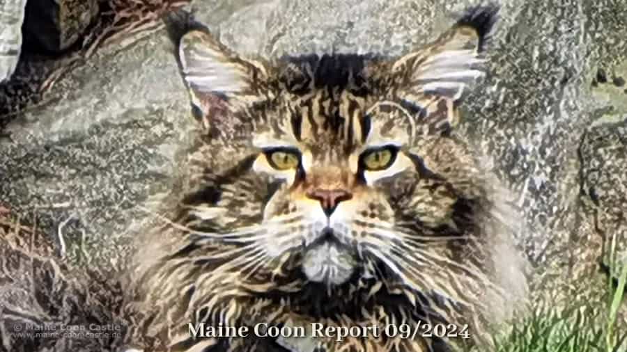 Maine Coon Blog - Maine Coon Report 09/2024 - Maine Coon News