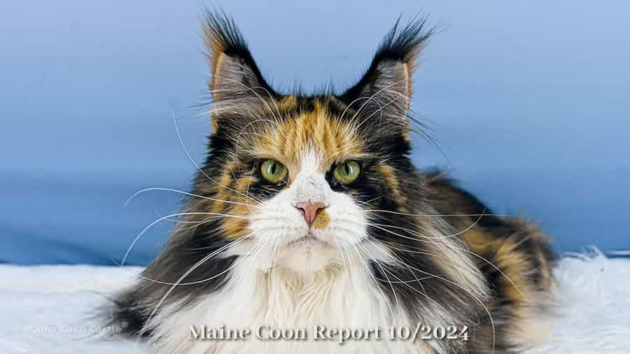 Katzenblog - Maine Coon Report 10/2024 - Maine Coon News