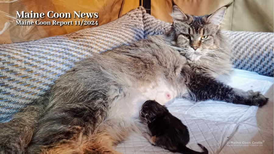 Katzenblog - Maine Coon Report 11/2024 - Maine Coon Blog - Maine Coon News