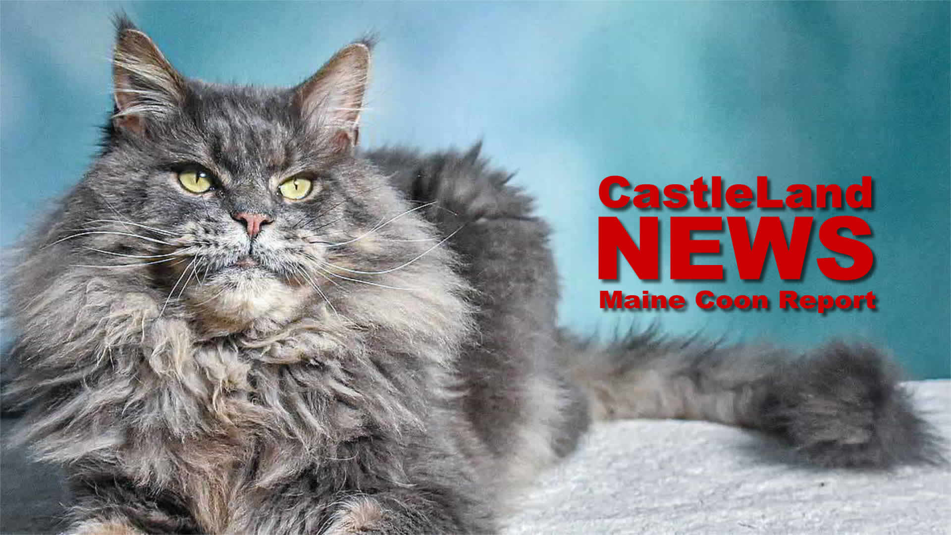 Maine Coon Report - Maine Coon Katzenblog