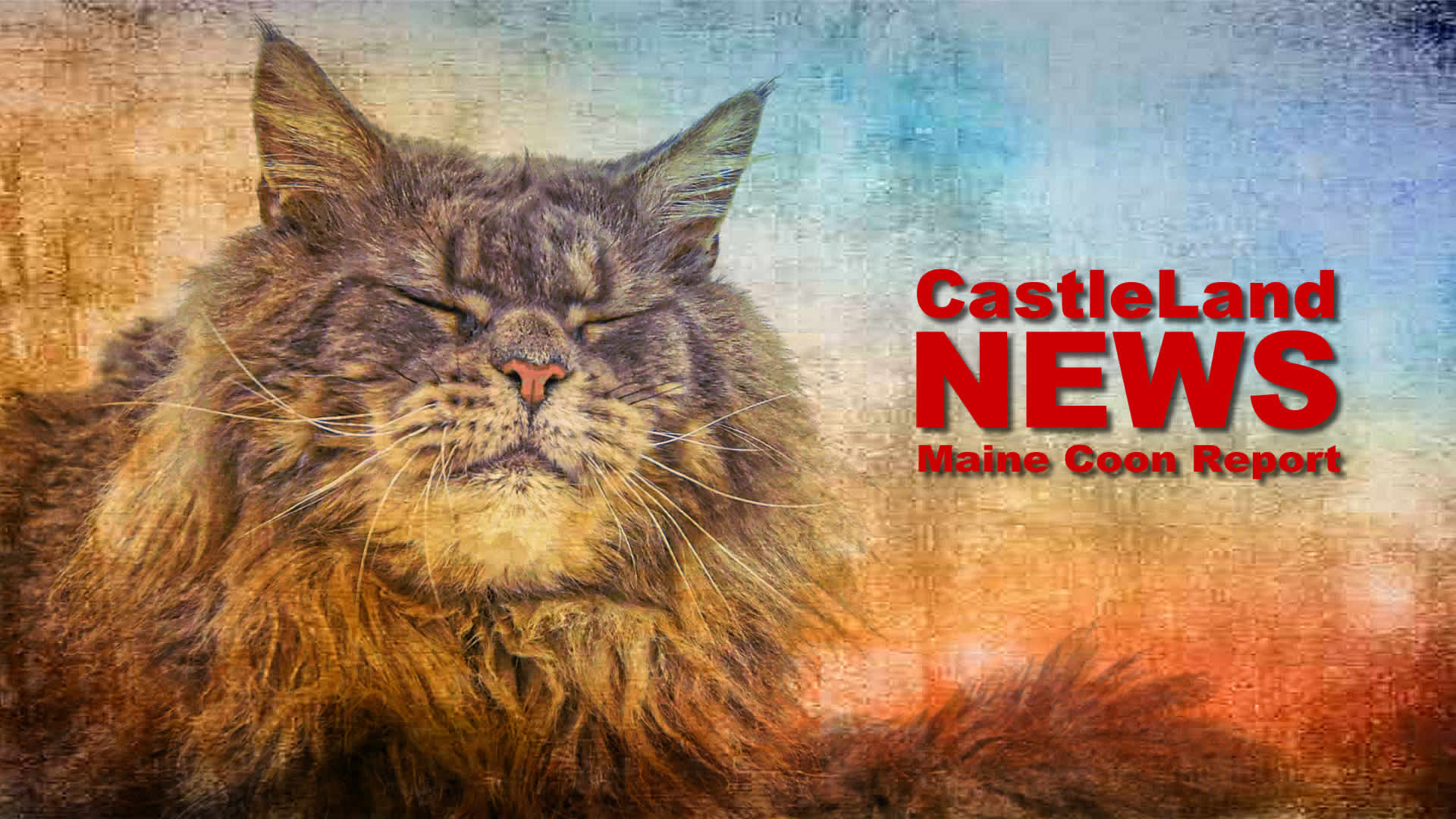 Maine Coon Report - Maine Coon Katzenblog