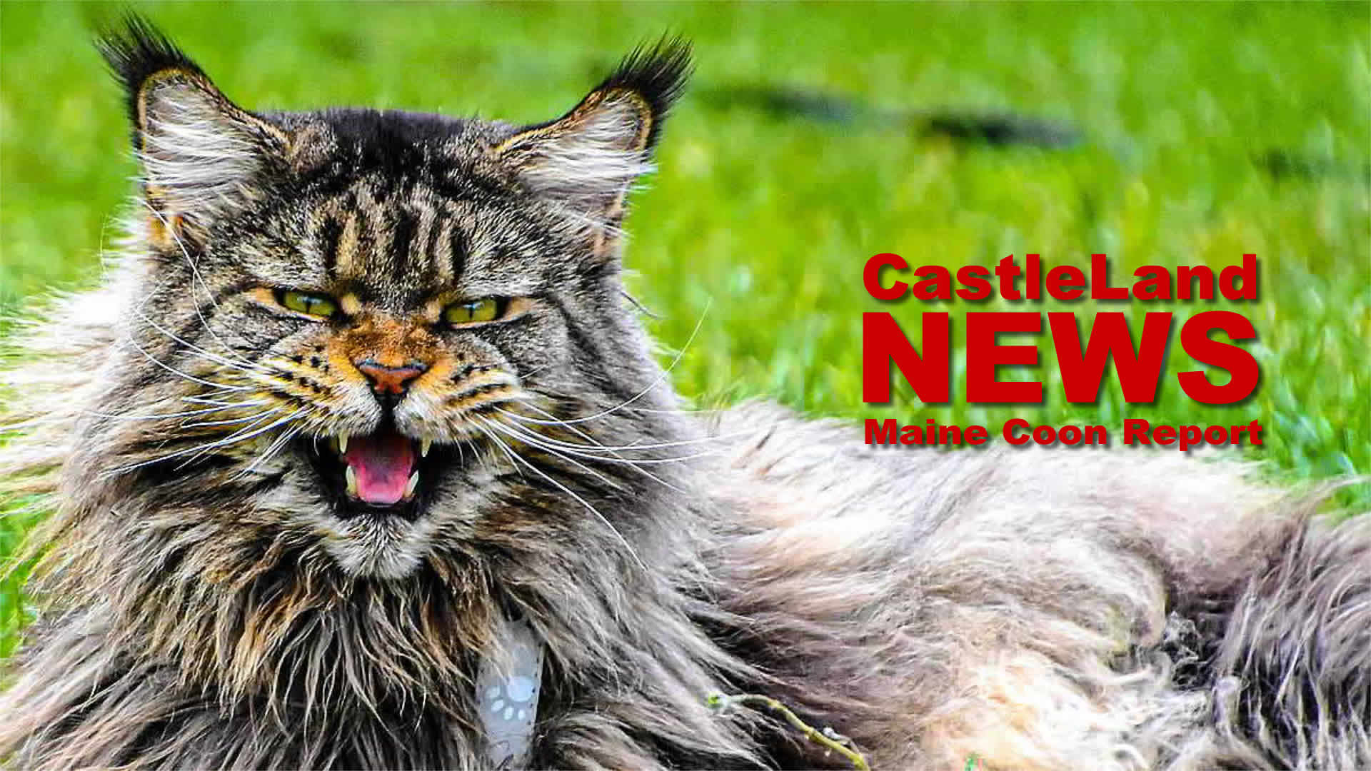 Maine Coon Report - Maine Coon Katzenblog - Webdesign für Katzenzüchter