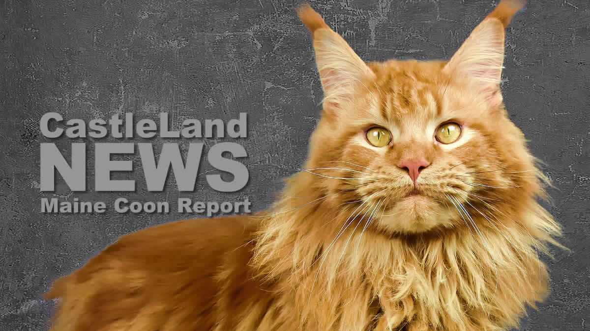 Maine Coon Report - Maine Coon Katzenblog