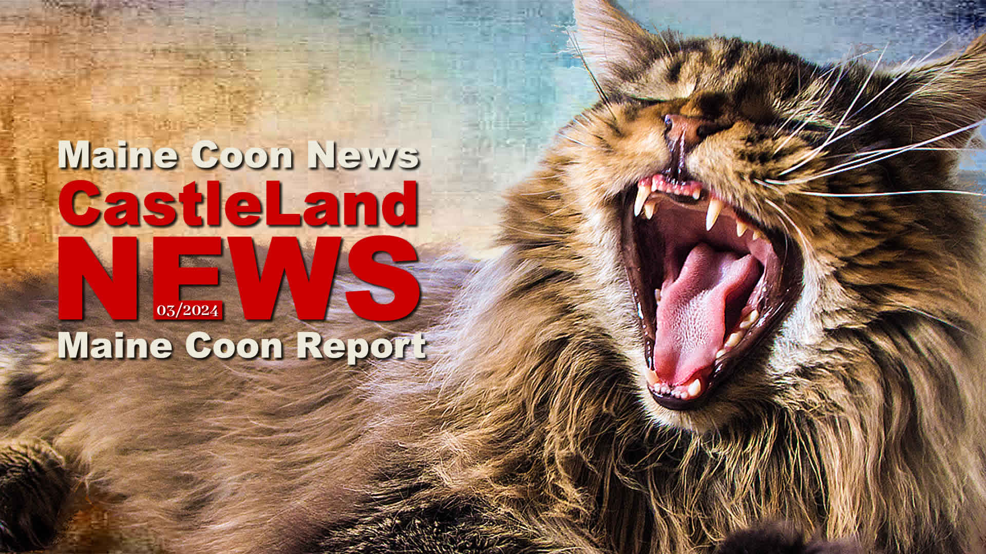 Maine Coon Report 03/2024