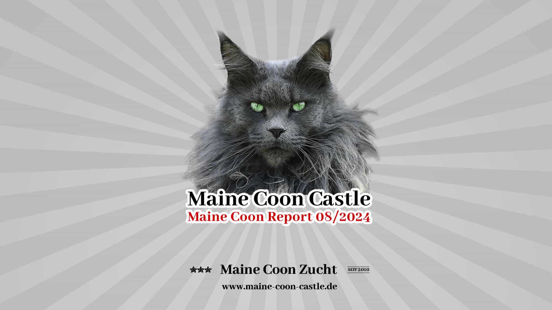 Maine Coon Report - Maine Coon Blog - Maine Coon News