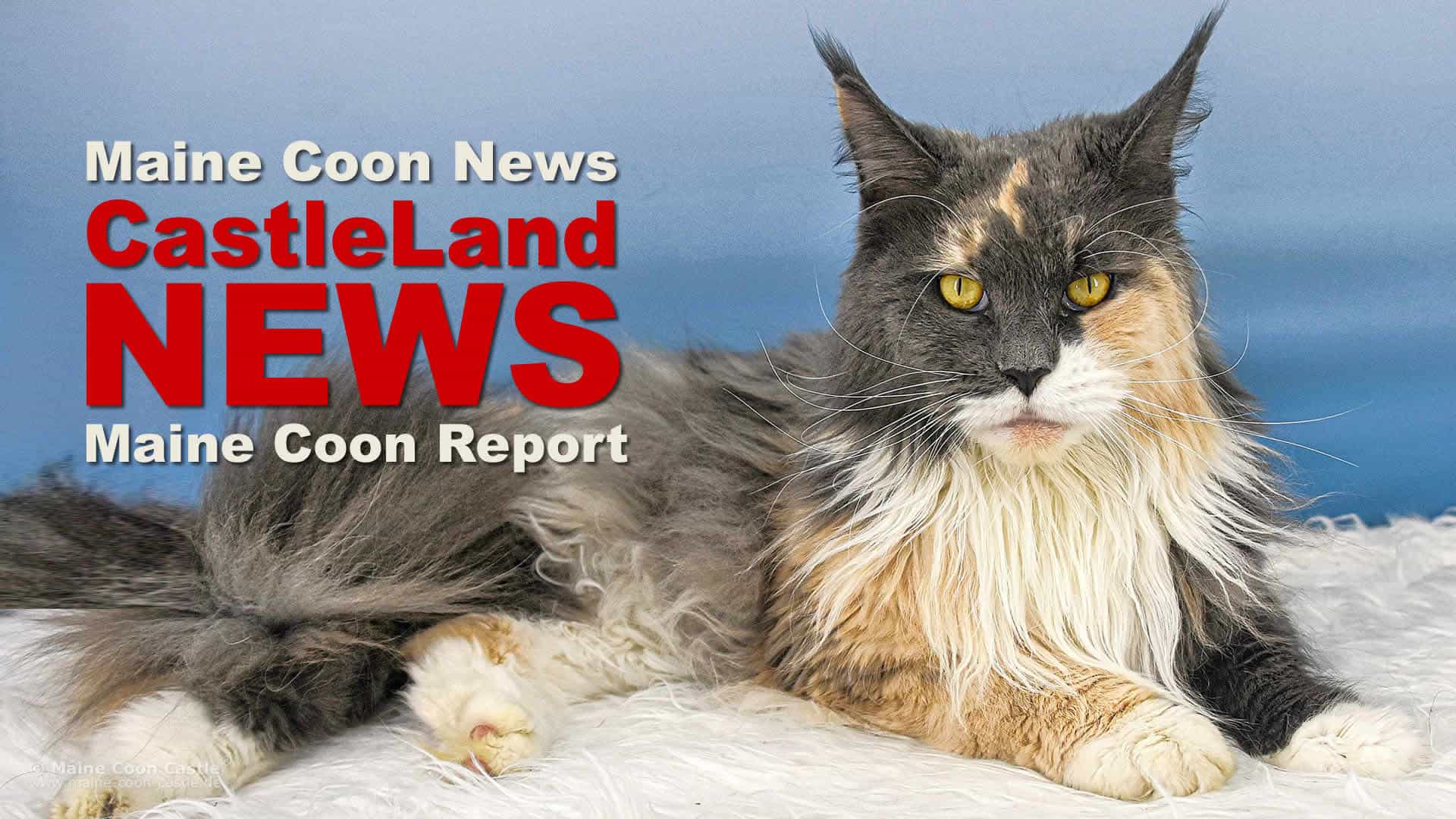Maine Coon Report 09/2024 - Maine Coon Blog - Maine Coon News