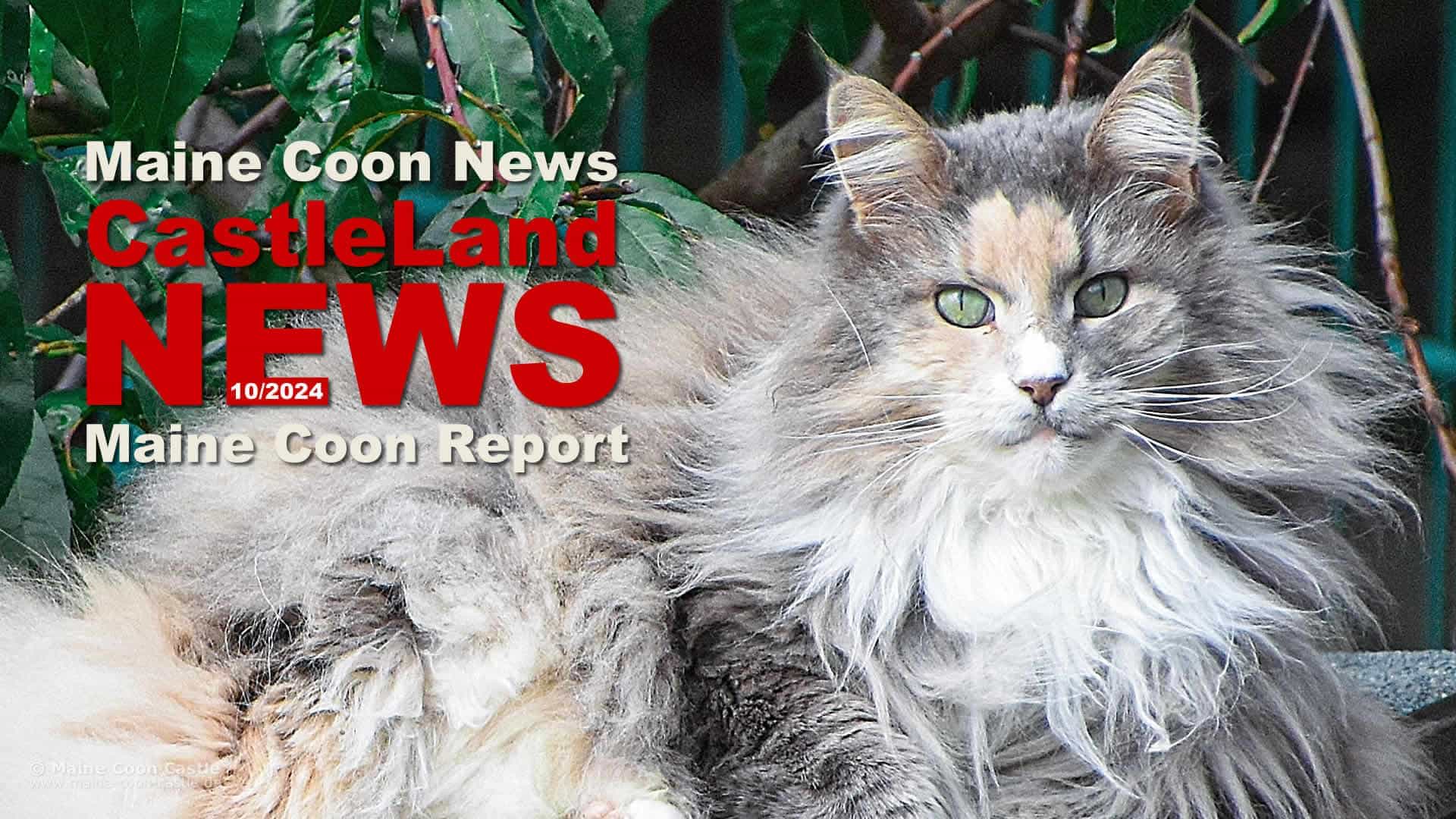 Maine Coon Report 10/2024 - Maine Coon Blog - Maine Coon News