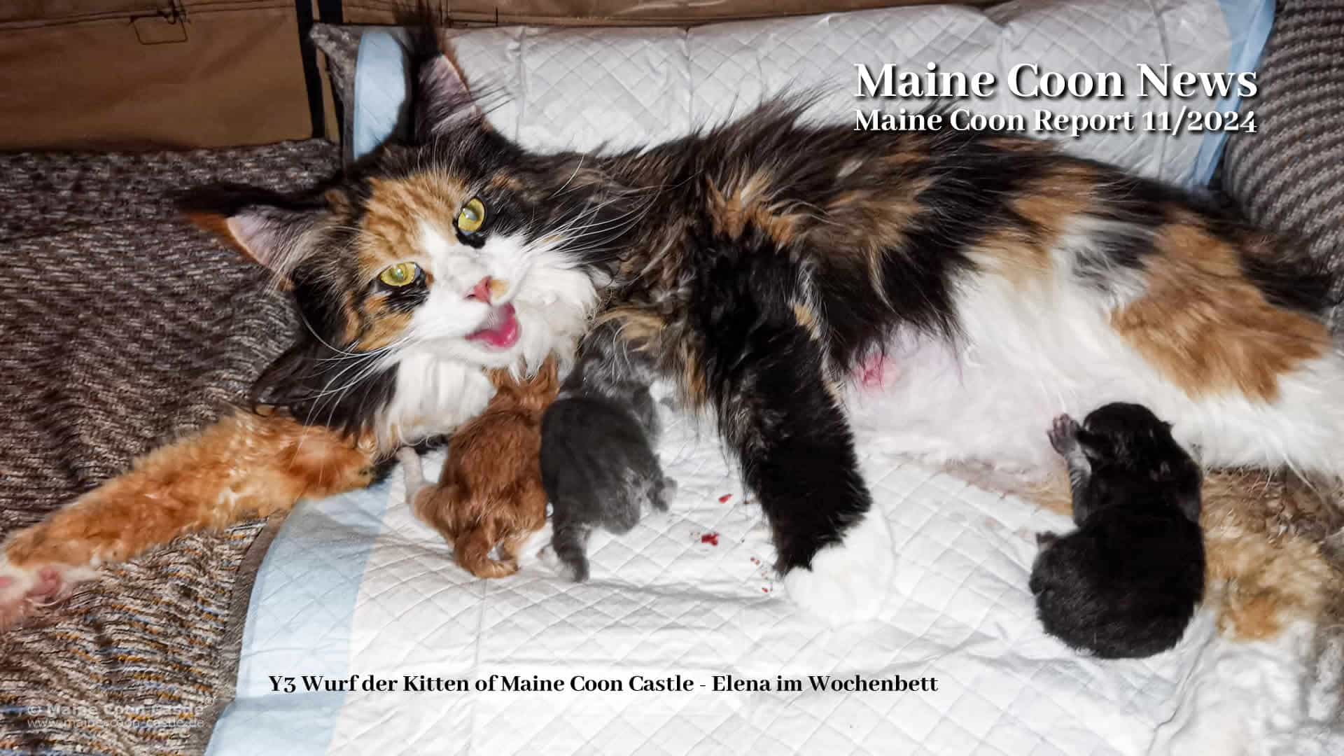 Katzenblog - Maine Coon Report 11/2024 - Maine Coon Blog - Maine Coon News