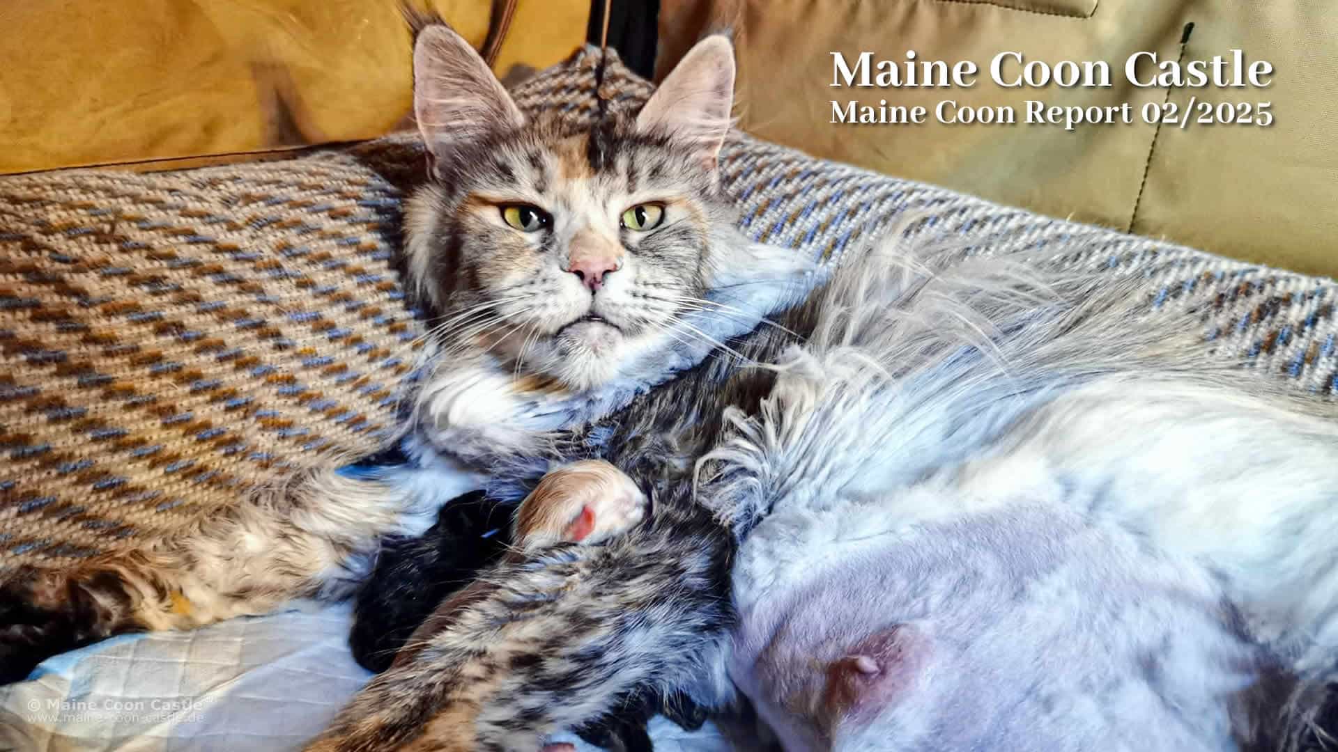 Maine Coon News - Katzenblog - Maine Coon Report 02/2025 - Maine Coon Blog