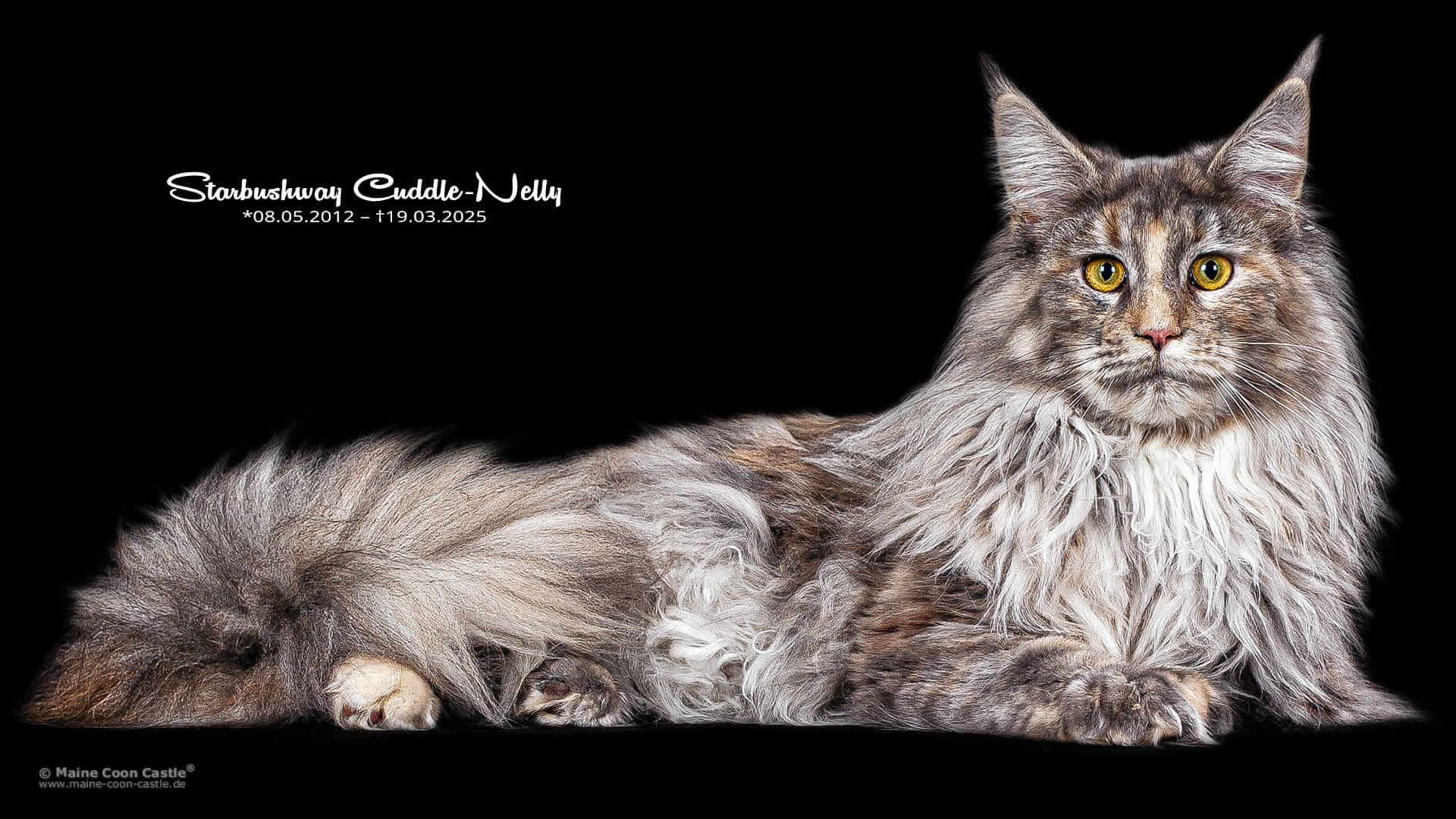 Maine Coon Report 03/2025 - Maine Coon Blog - Starbushway Cuddle-Nelly