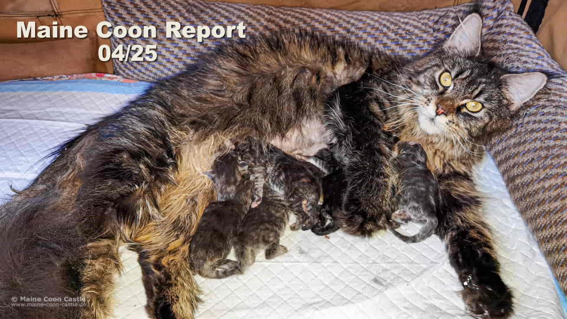 Maine Coon News – Katzenblog – Maine Coon Report 04/2025 - Maine Coon Blog