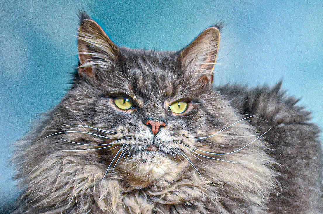 Weltchampion Buddy of Maine Coon Castle