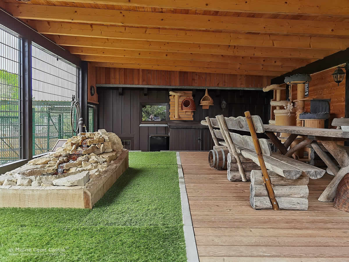 Freigehege Maine Coon Kater 2023 Freigehege der Maine Coon Kater